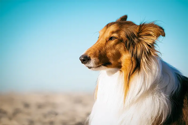 A collie standing in profile outdoors