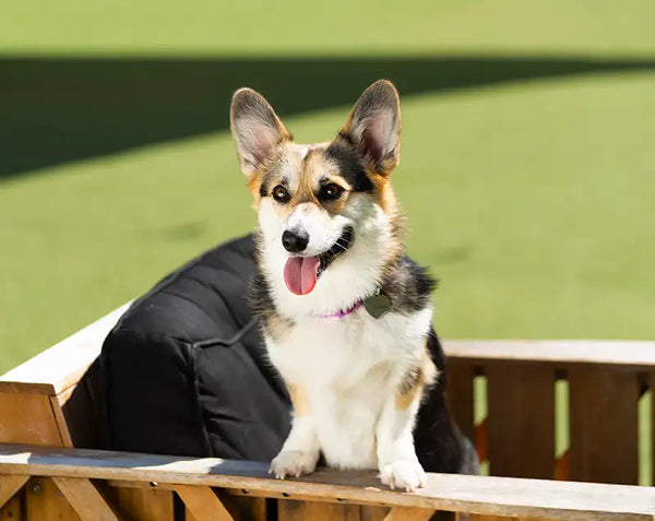 A corgi sitting in a wooden wagon on the grass