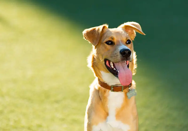 A happy dog standing on green grass