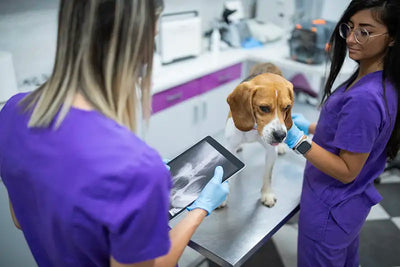 Two veterinary professionals in scrubs performing an ultrasound on a beagle