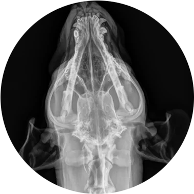 Dog Xray