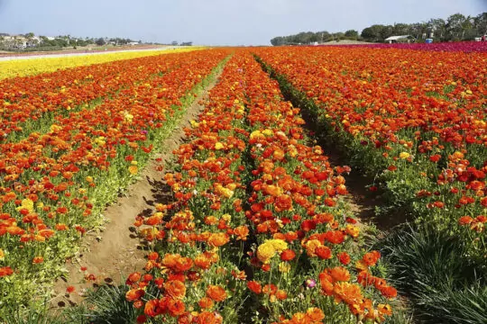 The Flower Fields at Carlsbad Ranch